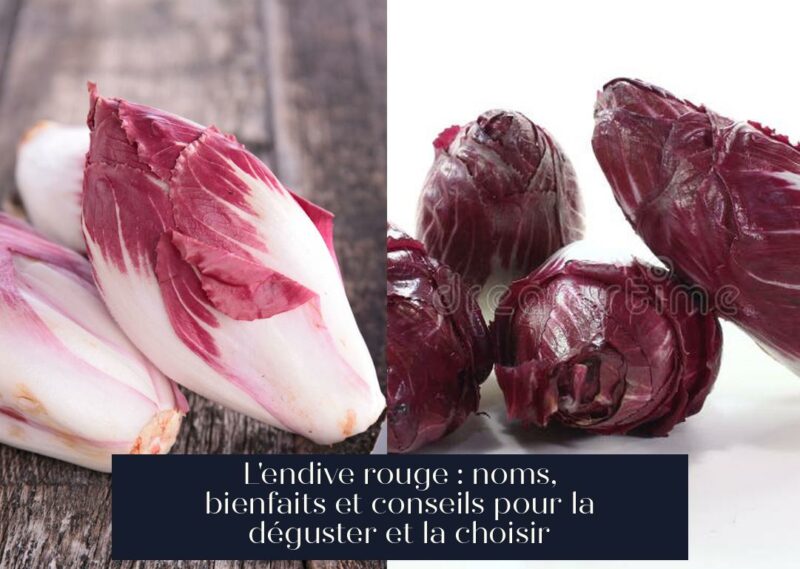L'endive rouge : noms, bienfaits et conseils pour la déguster et la choisir