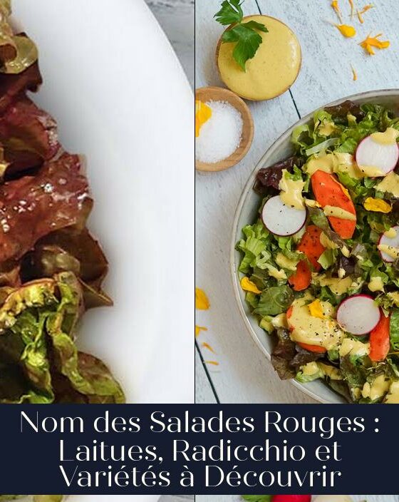 Nom des Salades Rouges : Laitues, Radicchio et Variétés à Découvrir