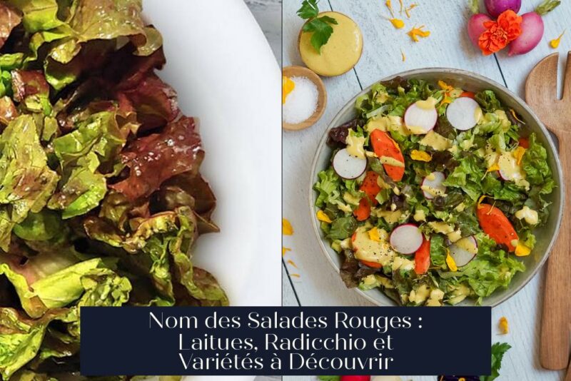 Nom des Salades Rouges : Laitues, Radicchio et Variétés à Découvrir