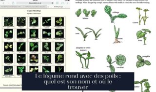 Le légume rond avec des poils : quel est son nom et où le trouver