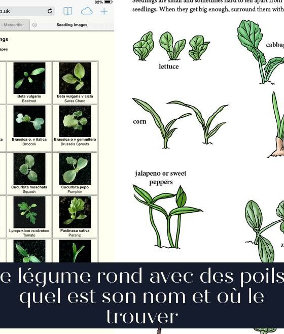 Le légume rond avec des poils : quel est son nom et où le trouver