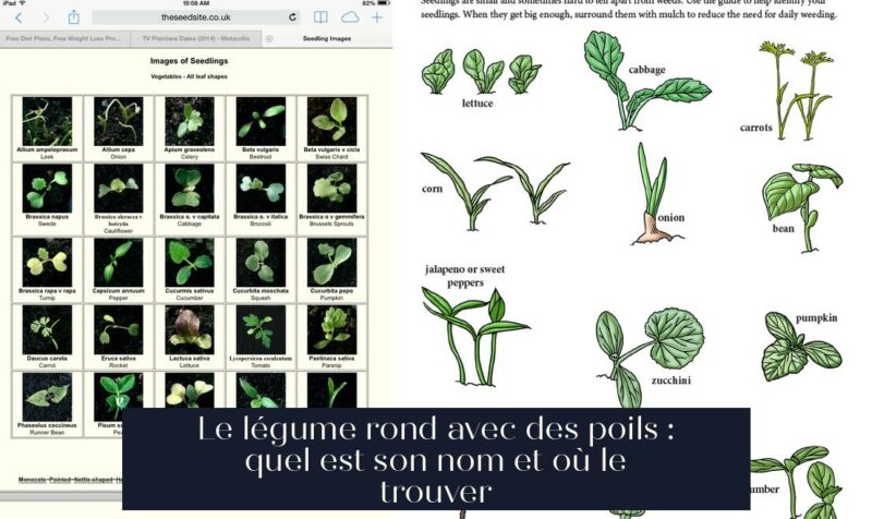 Le légume rond avec des poils : quel est son nom et où le trouver