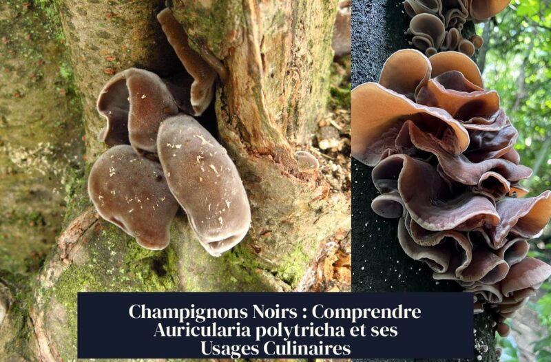 Champignons Noirs : Comprendre Auricularia polytricha et ses Usages Culinaires