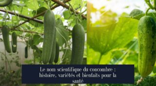 Le nom scientifique du concombre : histoire, variétés et bienfaits pour la santé