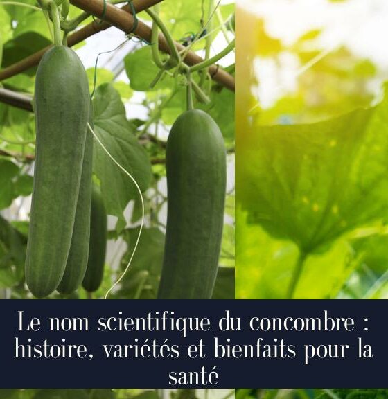 Le nom scientifique du concombre : histoire, variétés et bienfaits pour la santé
