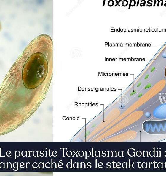 Le parasite Toxoplasma Gondii : danger caché dans le steak tartare