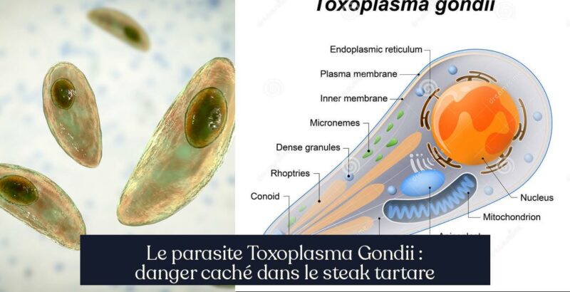 Le parasite Toxoplasma Gondii : danger caché dans le steak tartare