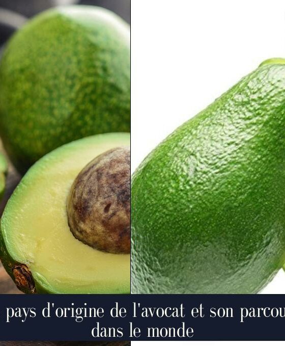 Le pays d'origine de l'avocat et son parcours dans le monde