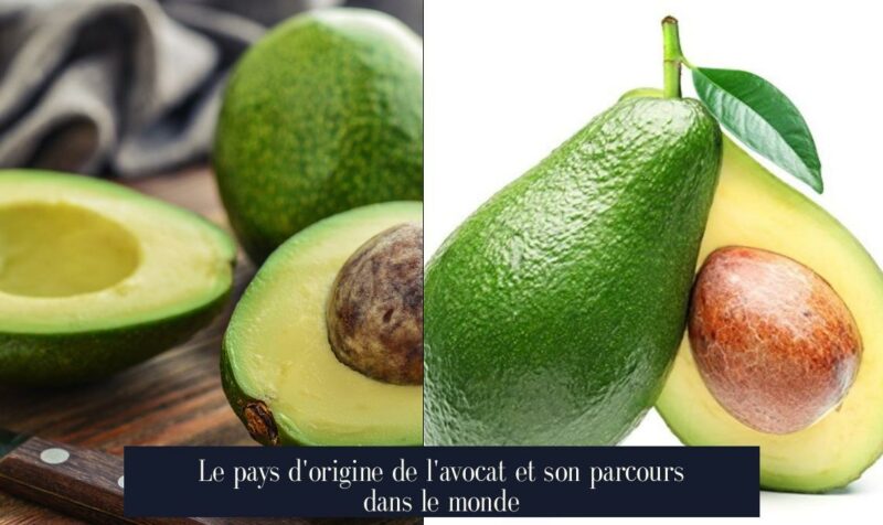 Le pays d'origine de l'avocat et son parcours dans le monde