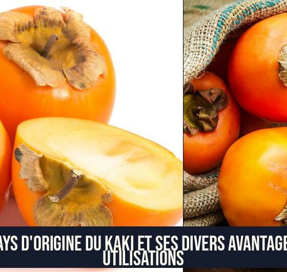 Le pays d'origine du kaki et ses divers avantages et utilisations