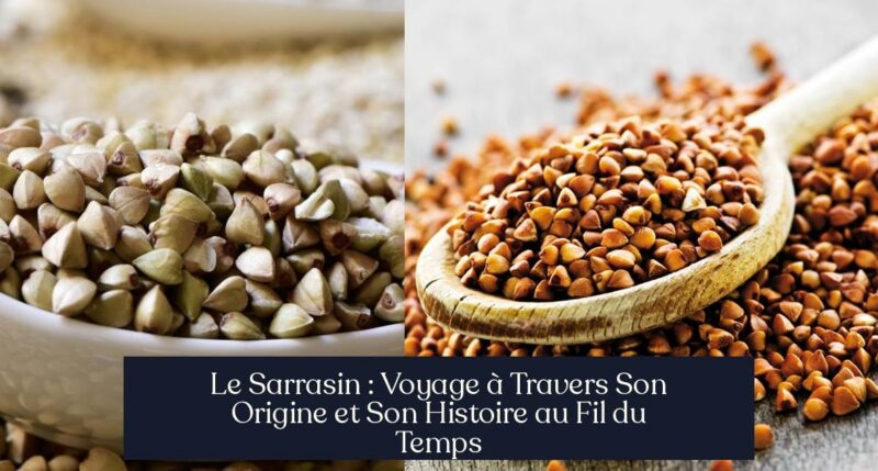 Le Sarrasin : Voyage à Travers Son Origine et Son Histoire au Fil du Temps