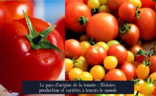 Le pays d'origine de la tomate : Histoire, production et variétés à travers le monde