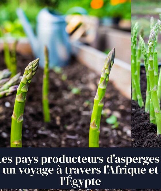 Les pays producteurs d'asperges : un voyage à travers l'Afrique et l'Égypte