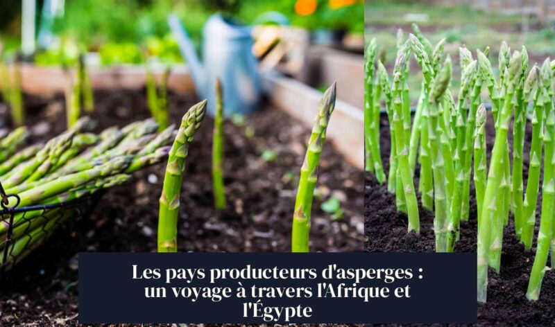 Les pays producteurs d'asperges : un voyage à travers l'Afrique et l'Égypte