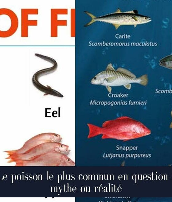 Le poisson le plus commun en question : mythe ou réalité