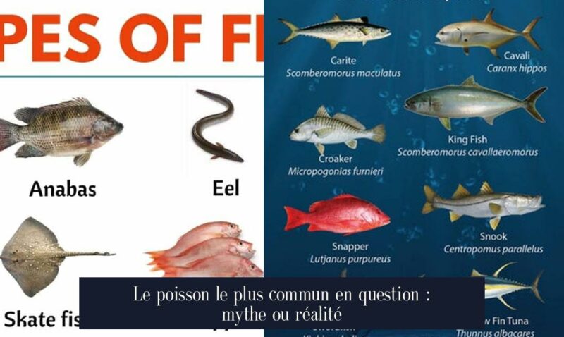 Le poisson le plus commun en question : mythe ou réalité