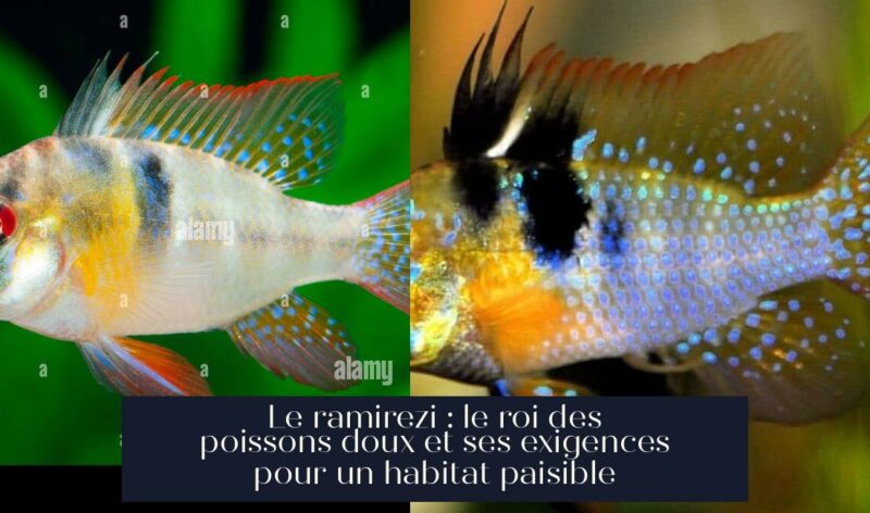 Le ramirezi : le roi des poissons doux et ses exigences pour un habitat paisible
