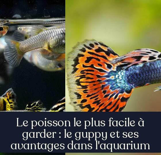 Le poisson le plus facile à garder : le guppy et ses avantages dans l'aquarium