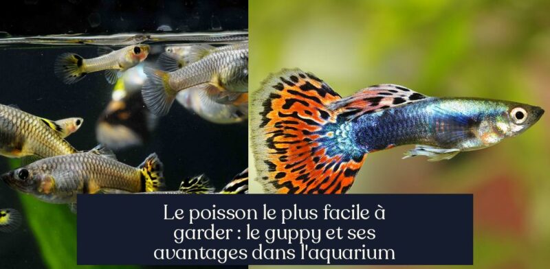 Le poisson le plus facile à garder : le guppy et ses avantages dans l'aquarium