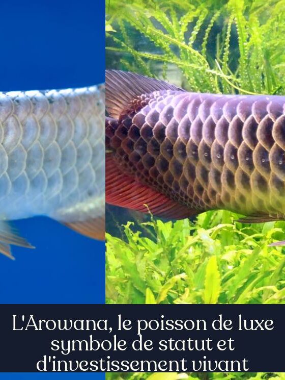 L'Arowana, le poisson de luxe symbole de statut et d'investissement vivant