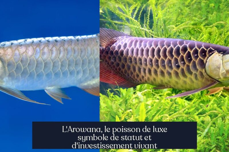 L'Arowana, le poisson de luxe symbole de statut et d'investissement vivant