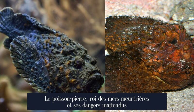 Le poisson-pierre, roi des mers meurtrières et ses dangers inattendus