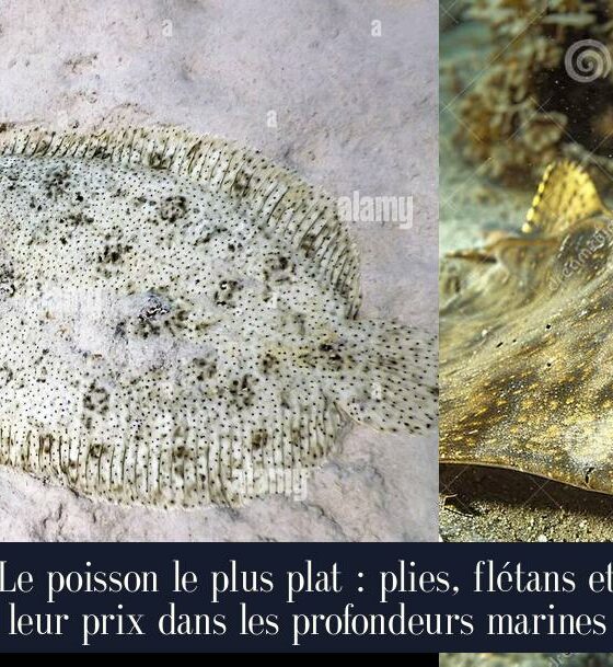 Le poisson le plus plat : plies, flétans et leur prix dans les profondeurs marines
