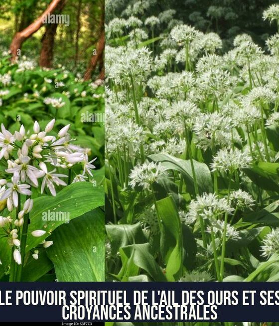 Le pouvoir spirituel de l'ail des ours et ses croyances ancestrales