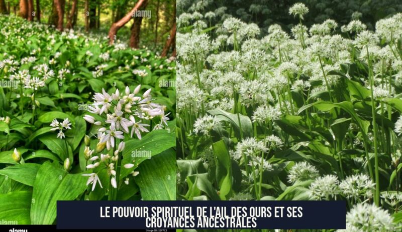 Le pouvoir spirituel de l'ail des ours et ses croyances ancestrales