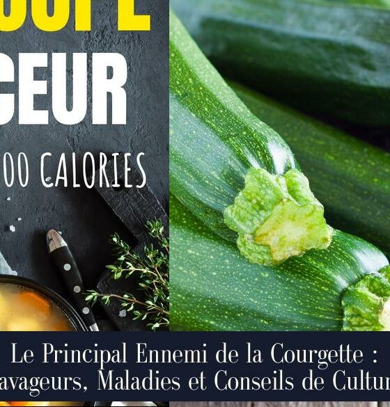Le Principal Ennemi de la Courgette : Ravageurs, Maladies et Conseils de Culture