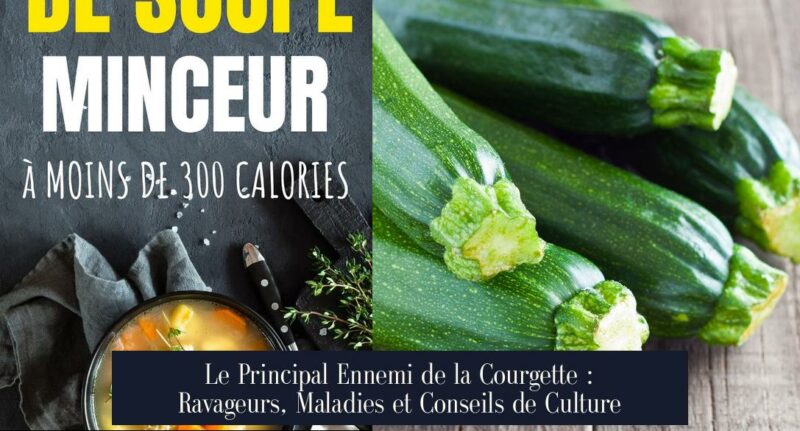 Le Principal Ennemi de la Courgette : Ravageurs, Maladies et Conseils de Culture