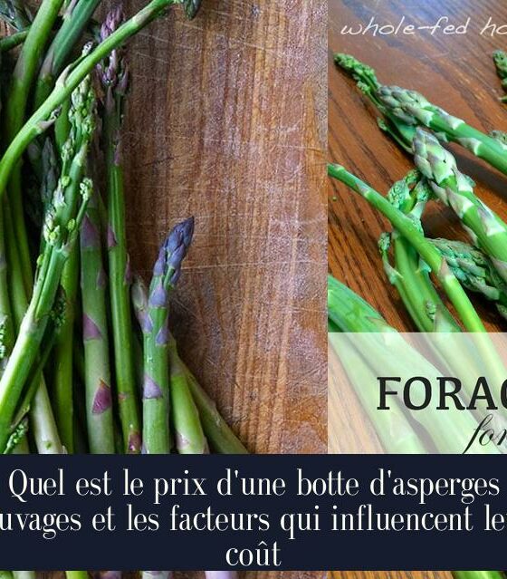 Quel est le prix d'une botte d'asperges sauvages et les facteurs qui influencent leur coût