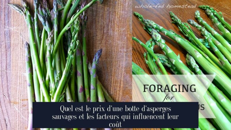 Quel est le prix d'une botte d'asperges sauvages et les facteurs qui influencent leur coût