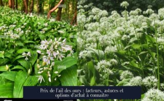 Prix de l'ail des ours : facteurs, astuces et options d'achat à connaître
