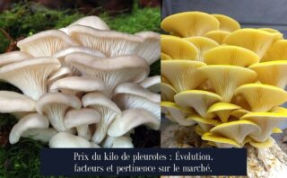 Prix du kilo de pleurotes : Évolution, facteurs et pertinence sur le marché.