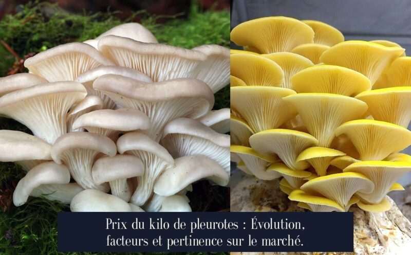 Prix du kilo de pleurotes : Évolution, facteurs et pertinence sur le marché.