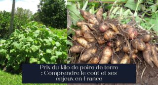 Prix du kilo de poire de terre : Comprendre le coût et ses enjeux en France