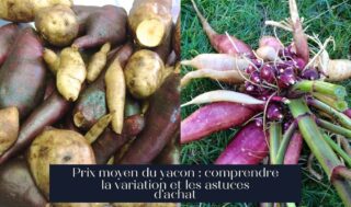 Prix moyen du yacon : comprendre la variation et les astuces d'achat