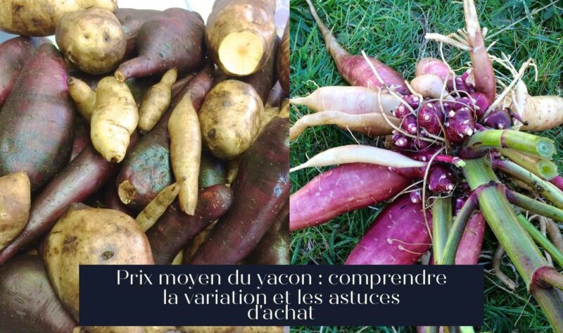 Prix moyen du yacon : comprendre la variation et les astuces d'achat