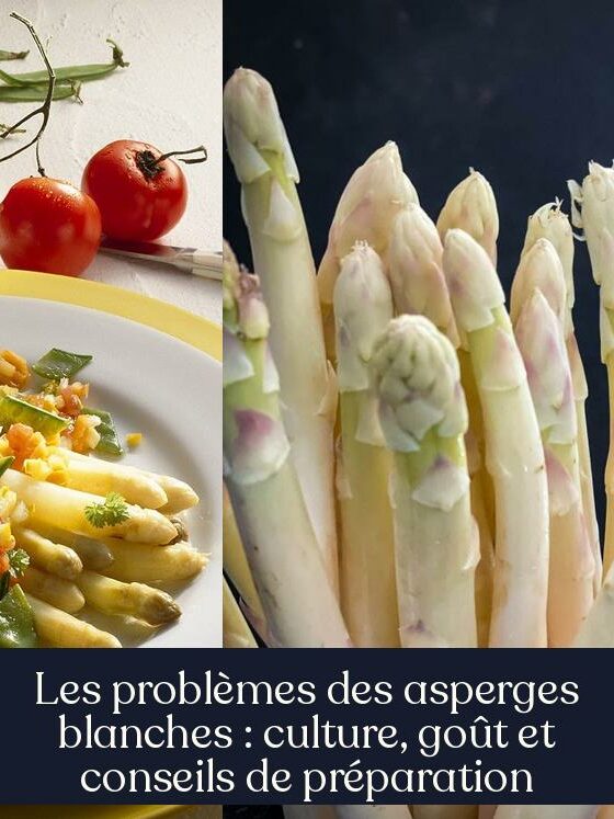 Les problèmes des asperges blanches : culture, goût et conseils de préparation