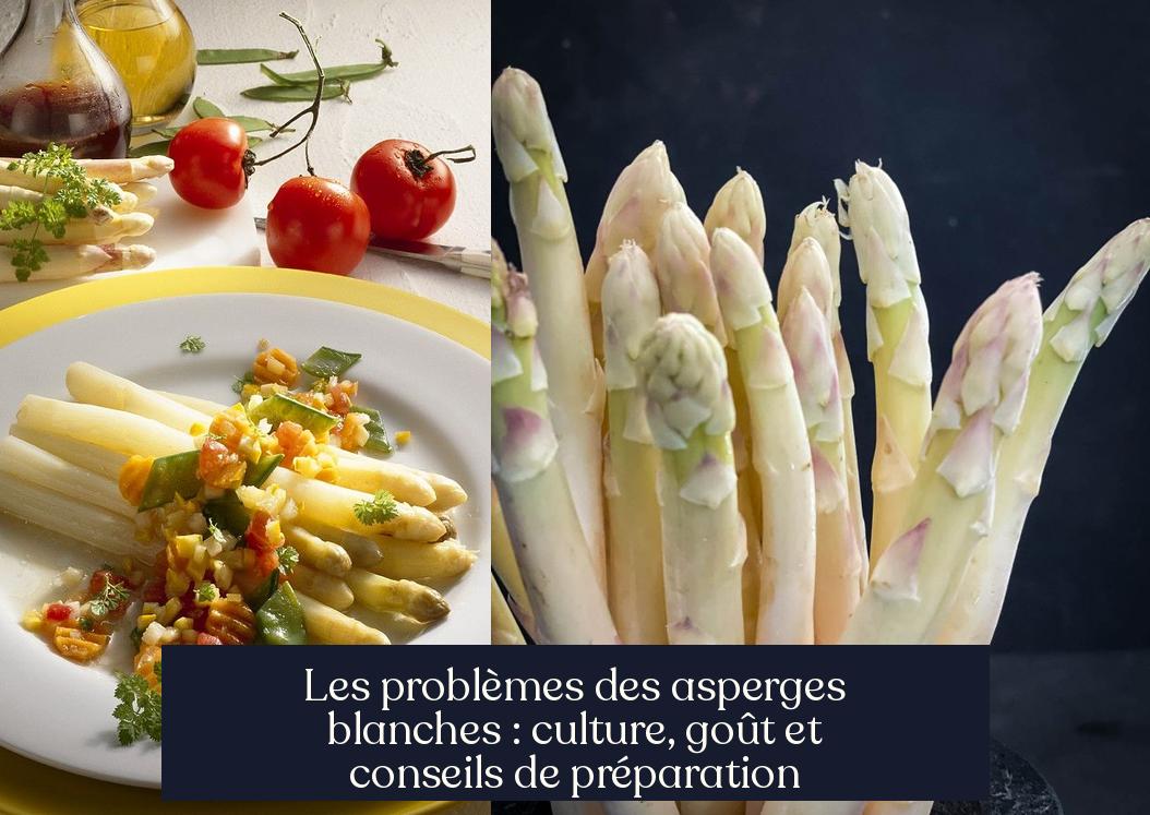 Les problèmes des asperges blanches : culture, goût et conseils de préparation