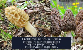 Problèmes et précautions à connaître sur les morilles : risques, préparation et conservation expliqués.