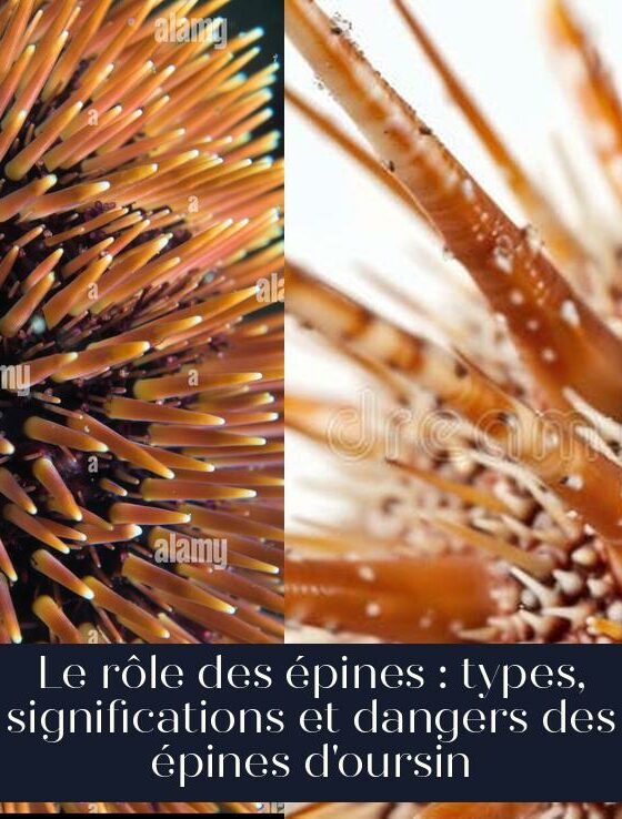 Le rôle des épines : types, significations et dangers des épines d'oursin