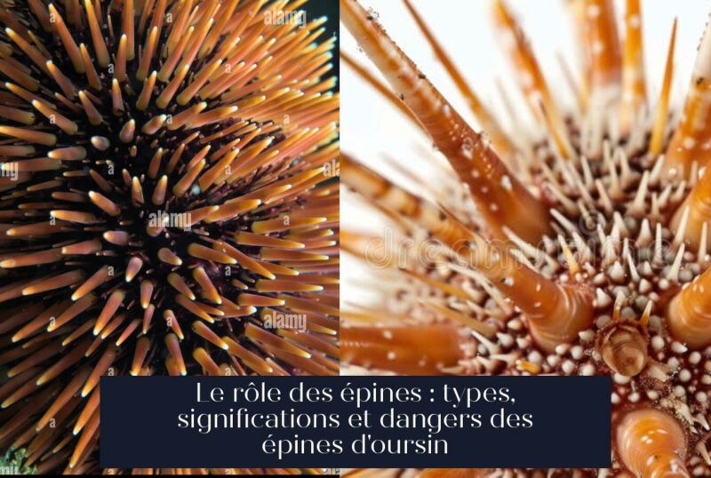 Le rôle des épines : types, significations et dangers des épines d'oursin