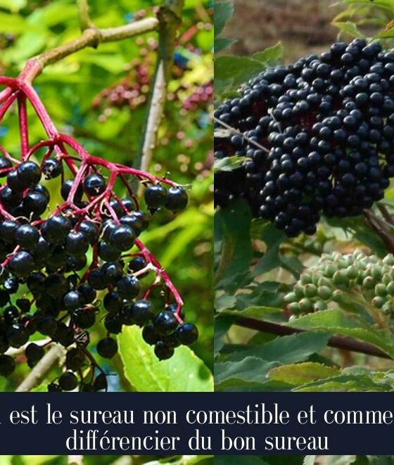 Quel est le sureau non comestible et comment le différencier du bon sureau