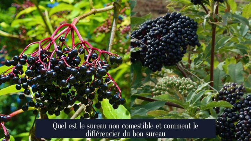 Quel est le sureau non comestible et comment le différencier du bon sureau