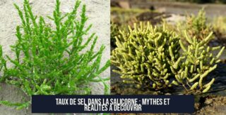 Taux de sel dans la salicorne : mythes et réalités à découvrir
