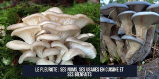 Le pleurote : ses noms, ses usages en cuisine et ses bienfaits