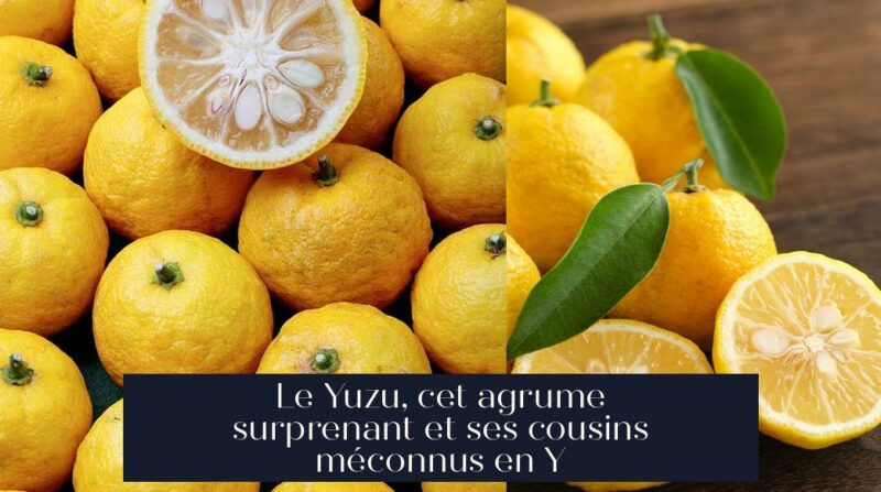 Le Yuzu, cet agrume surprenant et ses cousins méconnus en Y