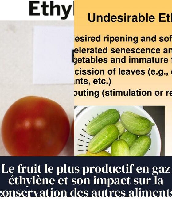 Le fruit le plus productif en gaz éthylène et son impact sur la conservation des autres aliments